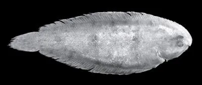Lorentz River Sole (Leptachirus lorentz)