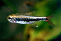 Loreto tetra (Hyphessobrycon loretoensis)