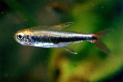 Loreto tetra (Hyphessobrycon loretoensis)