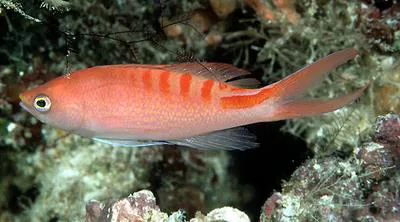 Lori's anthias (Pseudanthias lori)