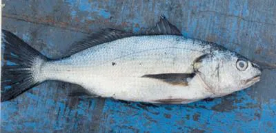 Lorna drum (Sciaena deliciosa)
