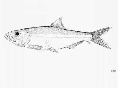 Losera fangtooth pellonuline (Odaxothrissa losera)
