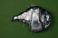 Lovely hatchetfish (Argyropelecus aculeatus)