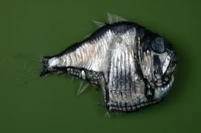Lovely hatchetfish (Argyropelecus aculeatus)