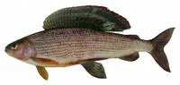 Lower Amur grayling (Thymallus tugarinae)