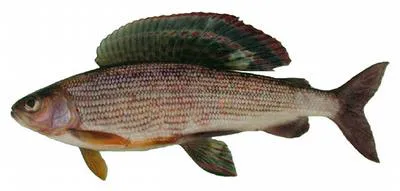 Lower Amur grayling (Thymallus tugarinae)