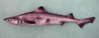 Lowfin gulper shark (Centrophorus lusitanicus)