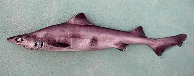 Lowfin gulper shark (Centrophorus lusitanicus)