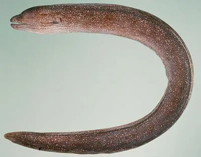 Lowfin moray (Gymnothorax porphyreus)