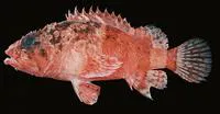 Lowfin scorpionfish (Scorpaenodes parvipinnis)