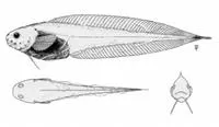 Lowfin snailfish (Paraliparis calidus)