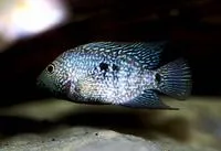 Lowland cichlid (Herichthys carpintis)