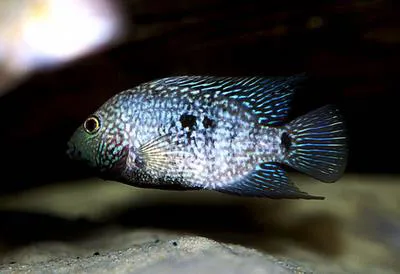 Lowland cichlid (Herichthys carpintis)