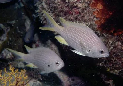 Lubbock's chromis (Chromis lubbocki)
