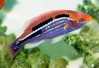 Lubbock's wrasse (Cirrhilabrus lubbocki)