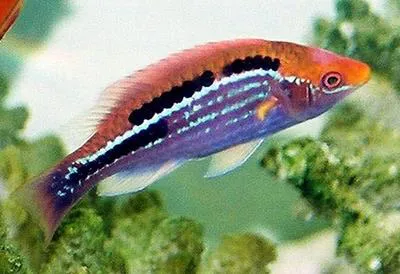 Lubbock's wrasse (Cirrhilabrus lubbocki)