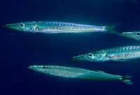 Lucas barracuda (Sphyraena lucasana)