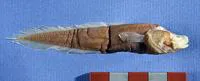 Lucaya cavebrotula (Lucifuga lucayana)
