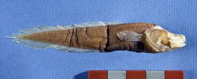 Lucaya cavebrotula (Lucifuga lucayana)