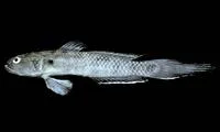 Lucretia's goby (Parrella lucretiae)