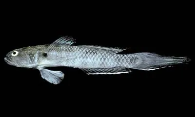 Lucretia's goby (Parrella lucretiae)