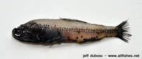 Luetken's lanternfish (Diaphus luetkeni)