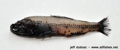 Luetken's lanternfish (Diaphus luetkeni)