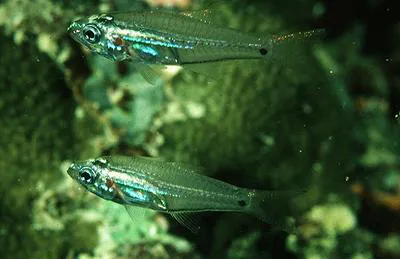 Luminous cardinalfish (Rhabdamia gracilis)
