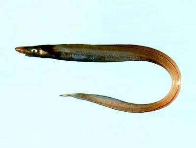 Luminous conger (Lumiconger arafura)