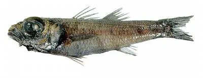 Luminous deepsea cardinalfish (Epigonus macrops)