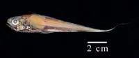 Luminous hake (Steindachneria argentea)
