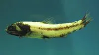 Luminous lanternfish (Lampadena luminosa)