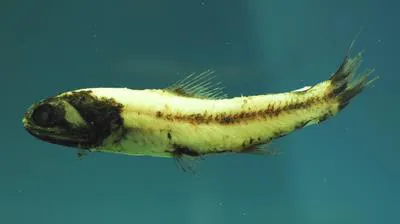 Luminous lanternfish (Lampadena luminosa)