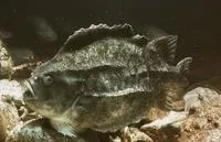 Lumpfish (Cyclopterus lumpus)