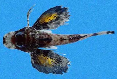 Lumptail searobin (Prionotus stephanophrys)