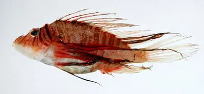 Luna lion fish (Pterois lunulata)