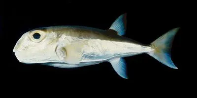 Lunartail puffer (Lagocephalus lunaris)