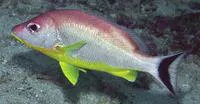 Lunartail snapper (Lutjanus lunulatus)