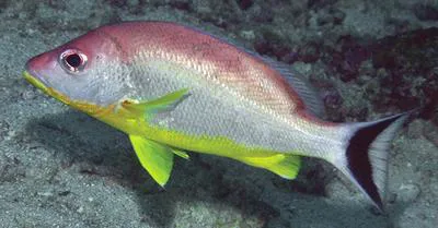 Lunartail snapper (Lutjanus lunulatus)