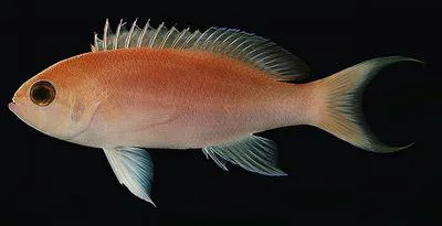 Lunate goldie (Pseudanthias lunulatus)