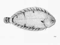 Lusitanian sole (Microchirus boscanion)