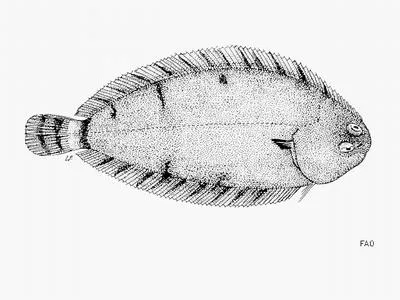 Lusitanian sole (Microchirus boscanion)