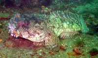 Lusitanian toadfish (Halobatrachus didactylus)