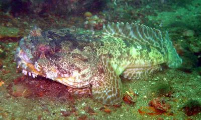 Lusitanian toadfish (Halobatrachus didactylus)