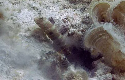 Luther's prawn-goby (Cryptocentrus lutheri)