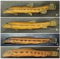 Luther's spiny loach (Cobitis lutheri)