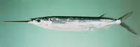 Lutke's halfbeak (Hemiramphus lutkei)