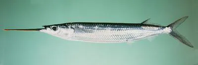 Lutke's halfbeak (Hemiramphus lutkei)
