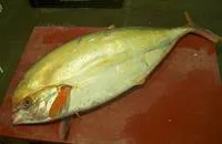 Luvar (Luvarus imperialis)