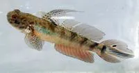 Lyre goby (Evorthodus lyricus)